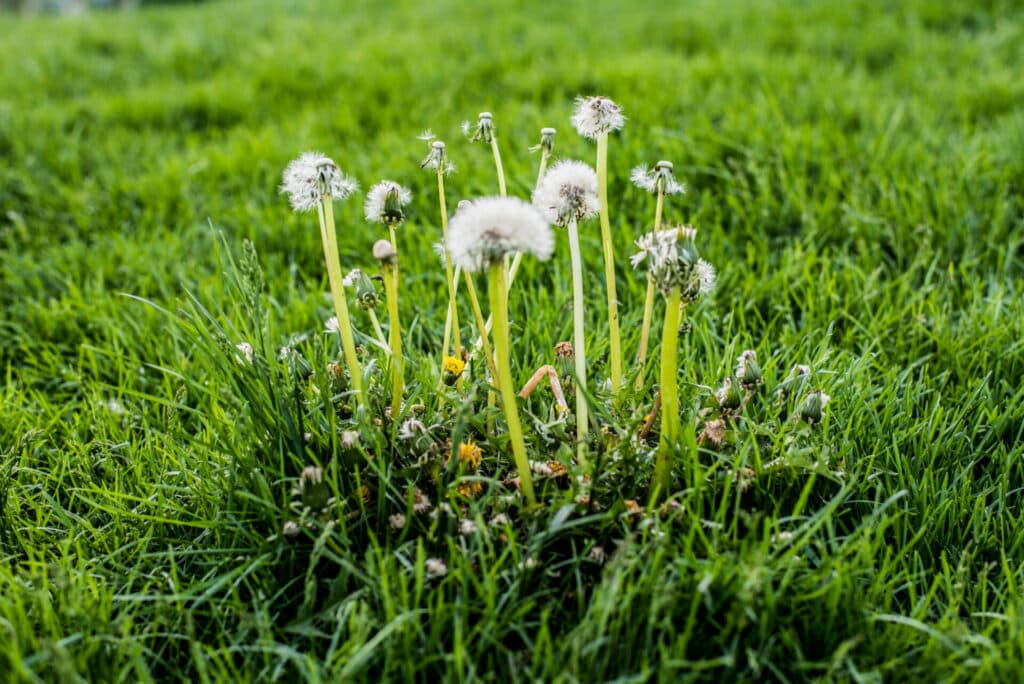 How To Restore a Lawn Full of Weeds (2024 Guide)