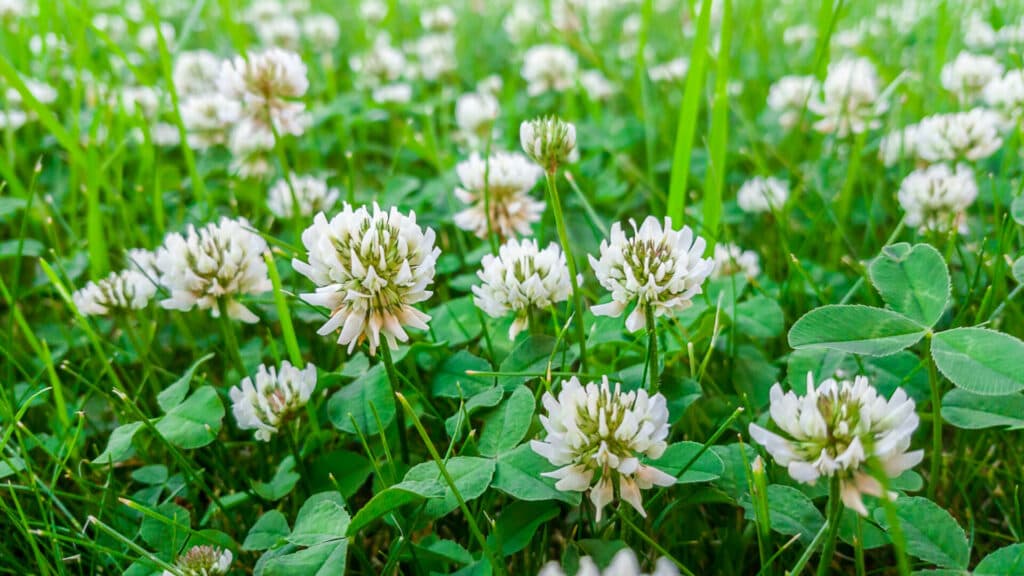 How To Get Rid of Clover in Your Lawn Without Chemicals