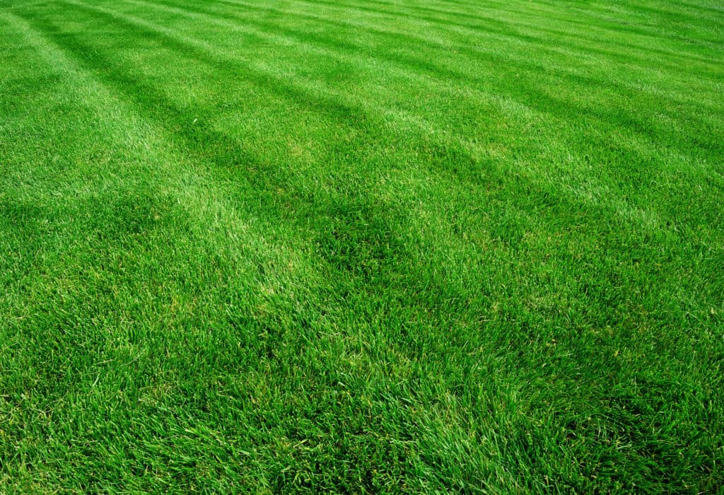 Lawn Care Schedule: Quick Reference Guide