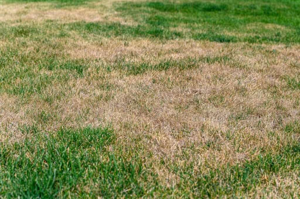 9 Steps to Fix Your Lawn