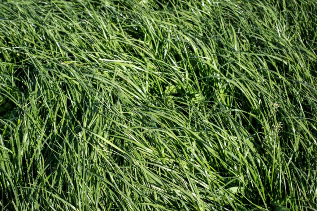 A Guide to Fescue Grass