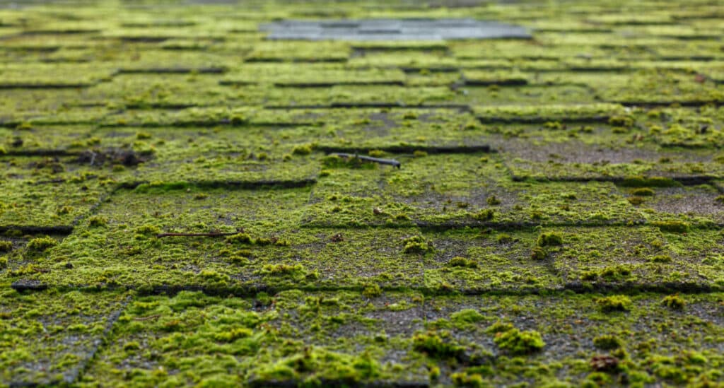 How To Remove Moss From Your Roof and Stop It From Coming Back