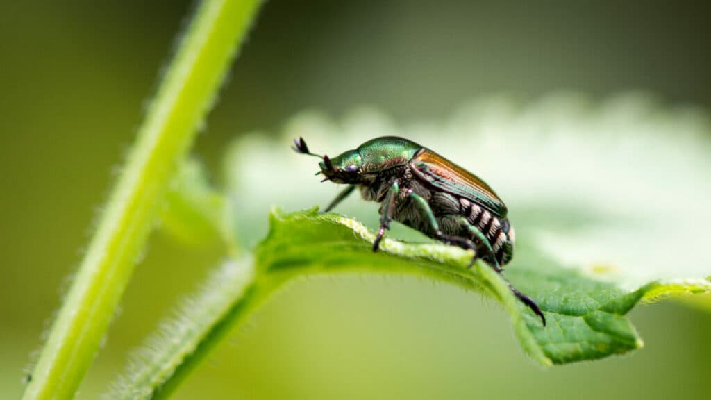 How to Get Rid of Japanese Beetles