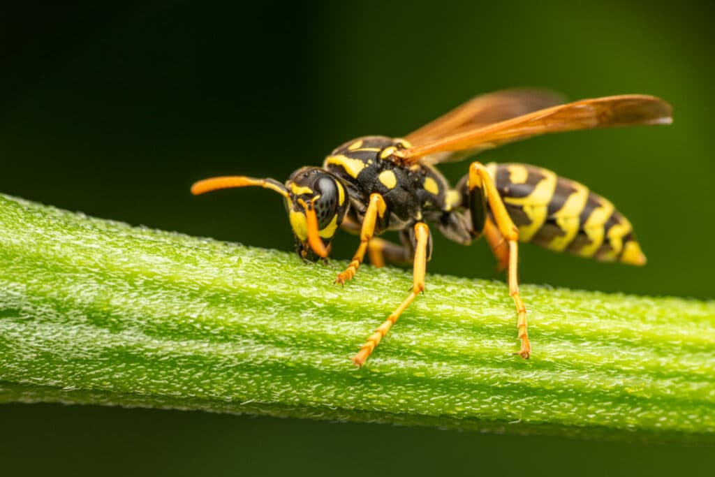 How to Get Rid of Wasps