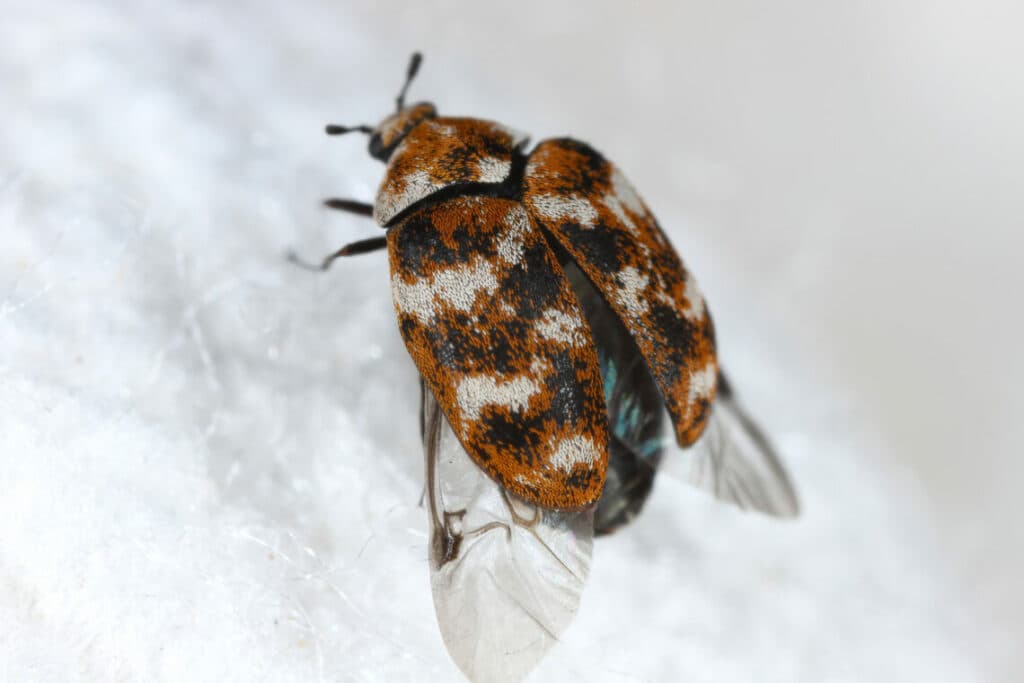 How To Get Rid of Carpet Beetles