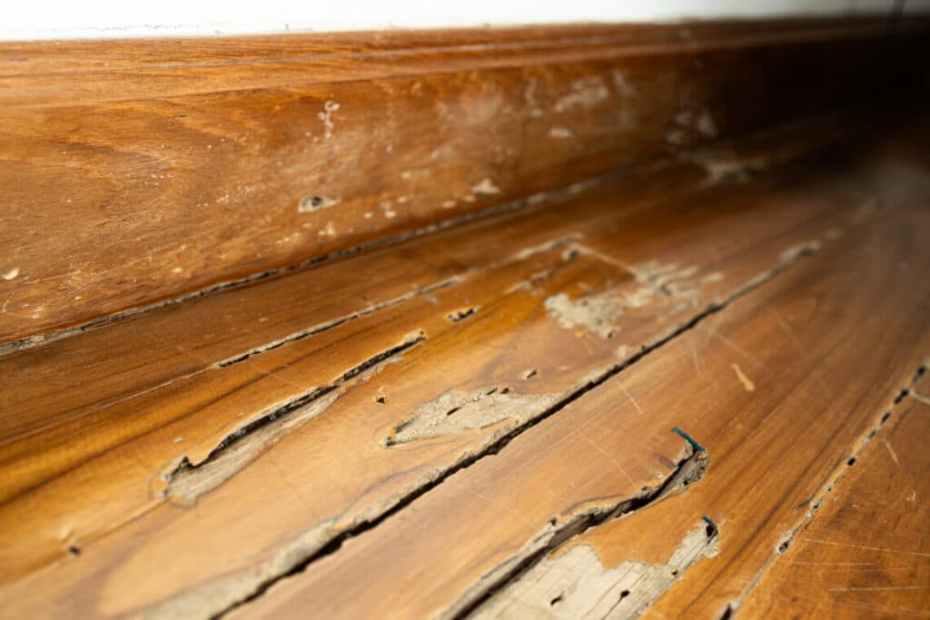 How Long Does Termite Treatment Last?