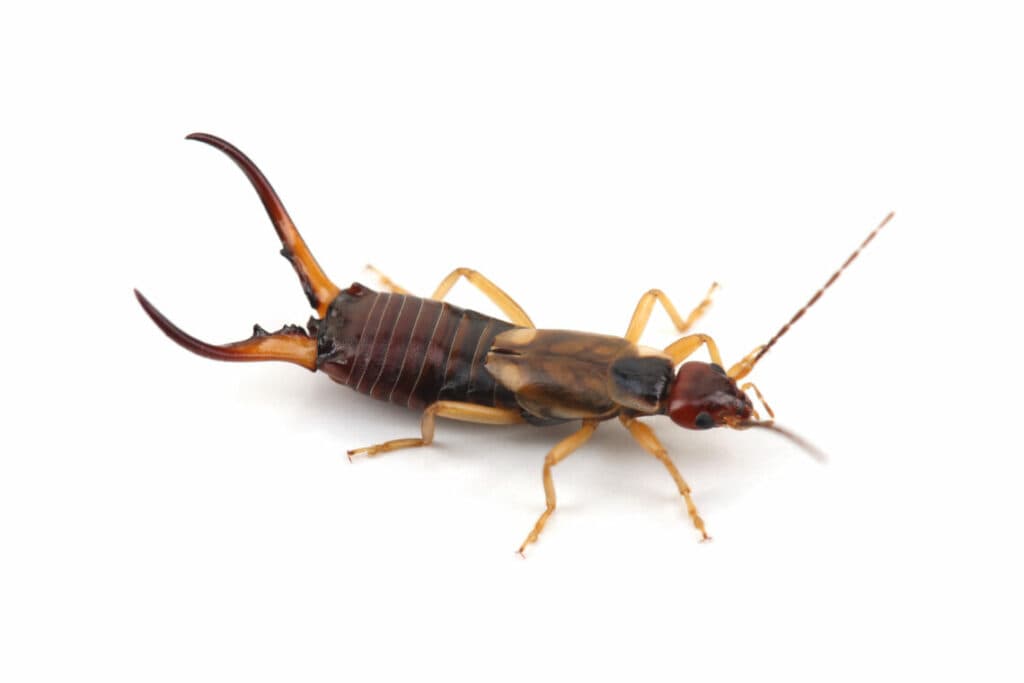 How To Get Rid of Earwigs