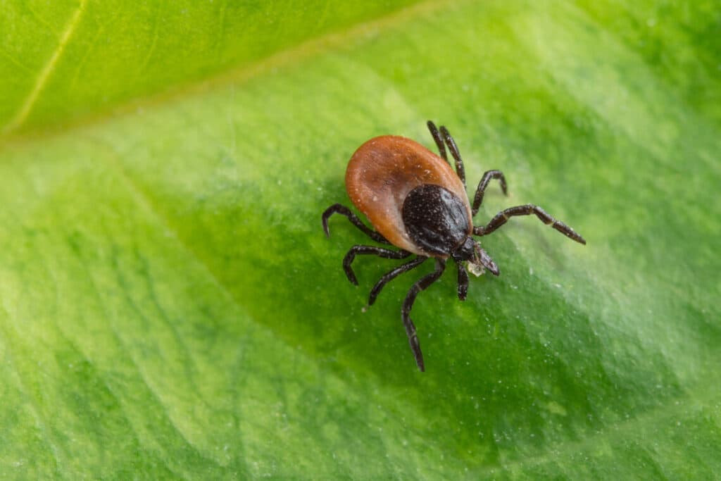 How to Get Rid of Ticks in Your Yard