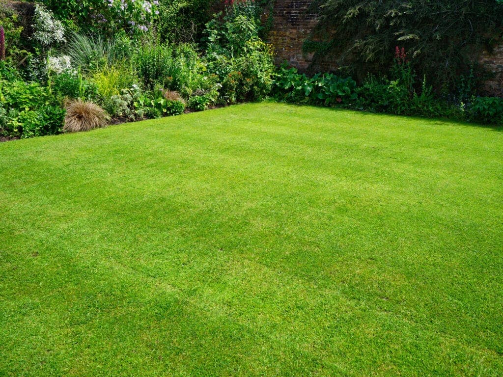 How to Restore a Lawn Full of Weeds (2024 Guide)