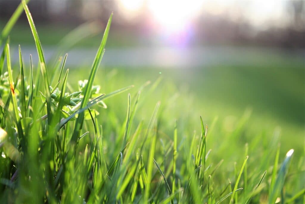 The Best Weed Killers for Your Lawn (2024 Guide)
